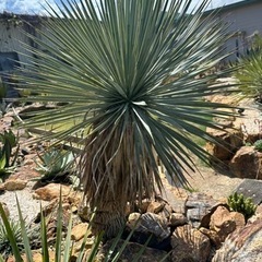 スペイン産 ロストラータ 発根済み 極上株