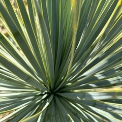 スペイン産 ロストラータ 発根済み 極上株