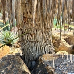 スペイン産 ロストラータ 発根済み 極上株