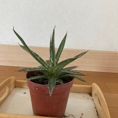 ☆アガベ☆乱れ雪☆Agabe☆多肉植物☆人気品種☆