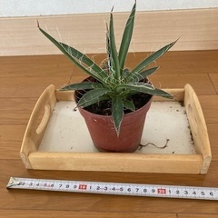 ☆アガベ☆乱れ雪☆Agabe☆多肉植物☆人気品種☆の画像