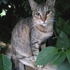 ママ猫　リンちゃんです