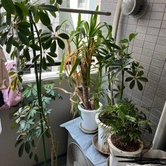 　観葉植物 ガーデニング