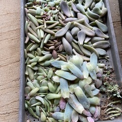 多肉植物　　葉挿し　　沢山