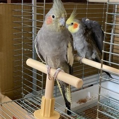 オカメインコ里親募集 - その他
