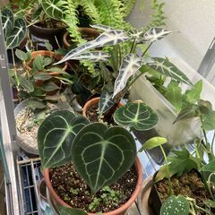 室内温室ワーディアンケース＋周辺機器＋温室植物の画像