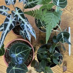 室内温室ワーディアンケース＋周辺機器＋温室植物の画像