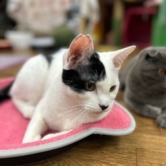 里親決定　お茶目で元気いっぱいの男の子