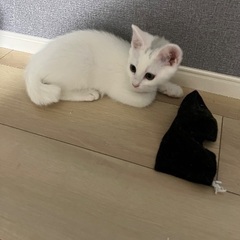 おにぎりの様な柄の女の子、生後3ヶ月　※エイズ遺伝の疑いアリ