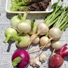 新玉ねぎ、カブ、にんにく、赤玉ねぎ、ビーツ、葉レタス
