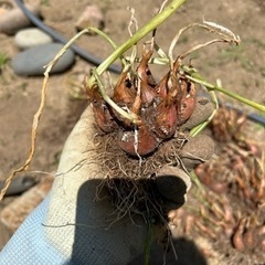 わけぎ ネギ　球根