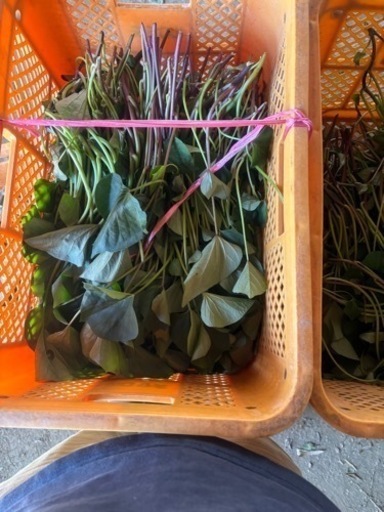 生活雑貨 家庭用品 ガーデニング