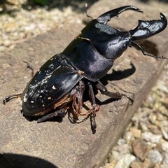 スマトラオオヒラタ♂ 羽化不全の画像