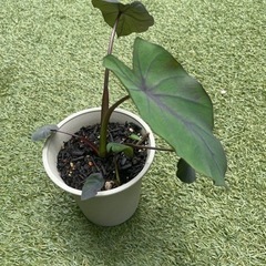（レア ブラックカラーリーフ）コロカシア ブラックランナー  室内でも  大型になる　レア リーフガーデン   観葉植物の画像