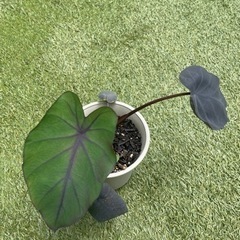（レア ブラックカラーリーフ）コロカシア ブラックランナー  室内でも  大型になる　レア リーフガーデン   観葉植物の画像