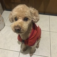 トイプードル 里親探しています