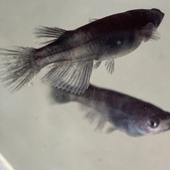 和墨メダカ幼魚10匹  三色含む　メダカ　めだか　睡蓮　スイレン　ビオトープ の画像