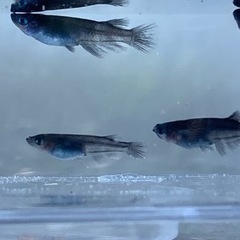 和墨メダカ幼魚10匹  三色含む　メダカ　めだか　睡蓮　スイレン　ビオトープ の画像
