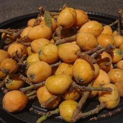ビワ びわ 枇杷 二キロ(100個くらい) ⑦ 果実 果物 フルーツ 果樹 Biwa fruits 無農薬 家庭菜園 ガーデニングの画像