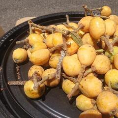 ビワ びわ 枇杷 二キロ(100個くらい) ⑦ 果実 果物 フルーツ 果樹 Biwa fruits 無農薬 家庭菜園 ガーデニングの画像