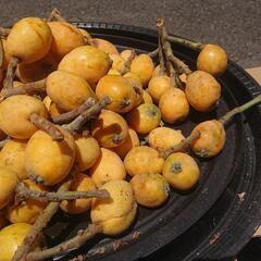 ビワ びわ 枇杷 二キロ(100個くらい) ⑦ 果実 果物 フルーツ 果樹 Biwa fruits 無農薬 家庭菜園 ガーデニングの画像