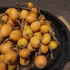 ビワ びわ 枇杷 二キロ(100個くらい) ⑦ 果実 果物 フルーツ 果樹 Biwa fruits 無農薬 家庭菜園 ガーデニングの画像
