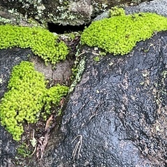 石燈籠の画像