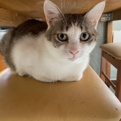 雑種　保護猫