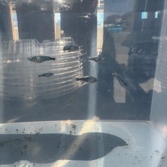 完売した為新しい品種追加しました。の画像