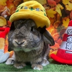 【決定しました】ロップイヤー　男の子