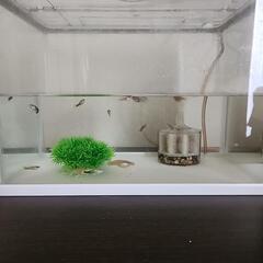 里親決まりました。ありがとうございました。グッピーの里親募集
