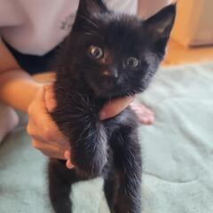 迷子の子猫