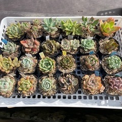 多肉植物⑥　 1ポット100円【5/25更新】