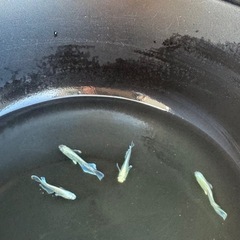 【お話中】エメキン　メダカ　1ペア　①の画像