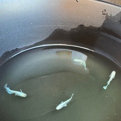 【お話中】エメキン　メダカ　1ペア　①の画像