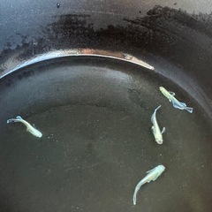 【お話中】エメキン　メダカ　1ペア　①の画像