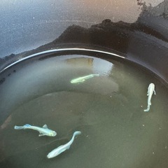 【お話中】エメキン　メダカ　1ペア　①の画像