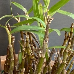 石斛　セッコク　B-2の画像