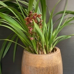 キンリョウヘン　金稜辺　シンビジューム