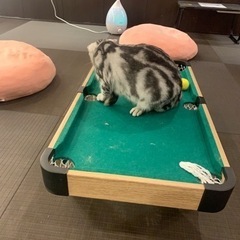 期限がせまっています、よかったら一緒に猫カフェ行きませんか？ - 友達