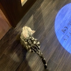 期限がせまっています、よかったら一緒に猫カフェ行きませんか？