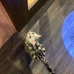 期限がせまっています、よかったら一緒に猫カフェ行きませんか？ - 京都市