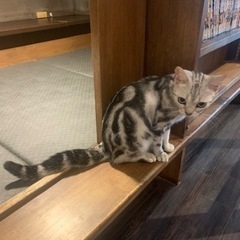 期限がせまっています、よかったら一緒に猫カフェ行きませんか？ − 京都府