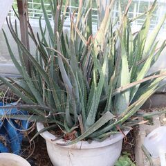 アロエ　ベラ　大株