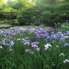 6月24日(月)京都散策仲間募集 - メンバー募集