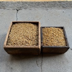 消毒済みモミだね1.5升（ヒノヒカリ）の画像