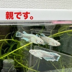 【お話中】エメキン　メダカ　1ペア　①
