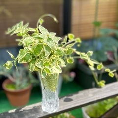 ★ 大岡山 ★ 挿し芽・飾り用 ★ ツルニチニチソウ ★ 