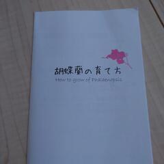 胡蝶蘭　値下げの画像