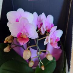 胡蝶蘭　値下げ